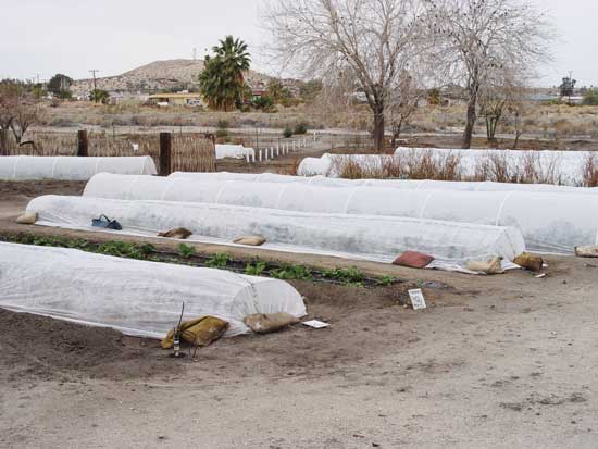 
Row covers are the most affordable and versatile way to protect plants from pests, sun, and wind in the desert.
